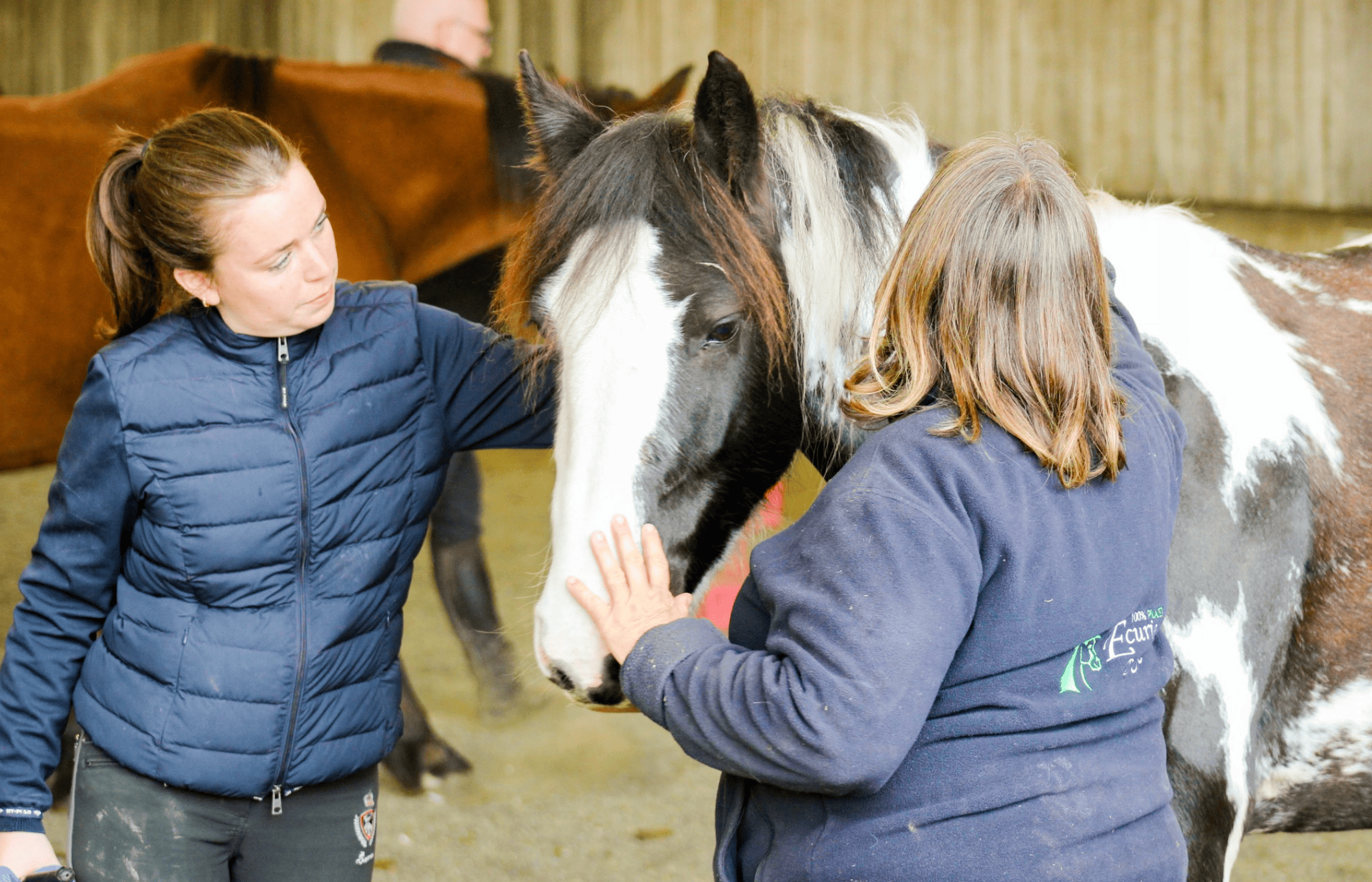 Image de SÉANCE REPRISE DE L'ÉQUITATION OU MONTE OCCASIONNELLE POUR ADULTES GALOP 3 À 7