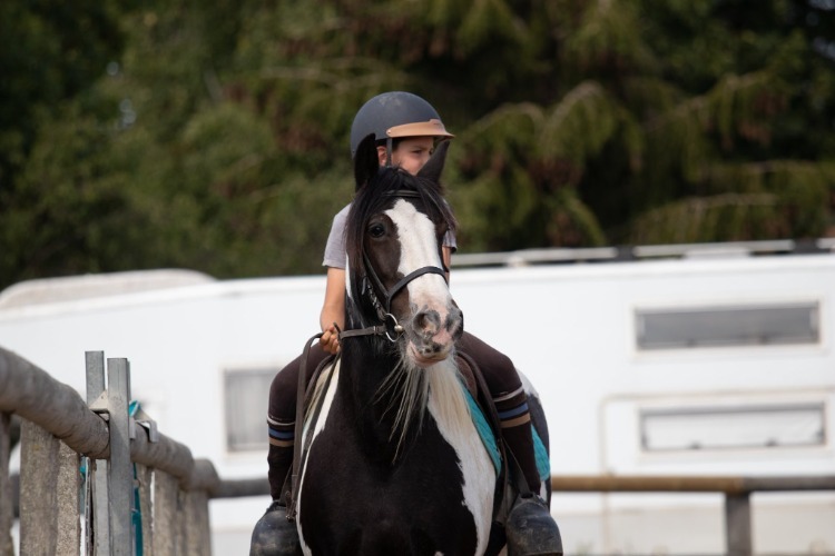 Image de Stage semaine débutants , galops poneys et  galop 1 et Galop 2 à partir de 7 ans