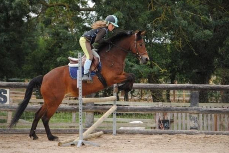 Image de Stage pour cavalier ayant le galop 3 ou 4 